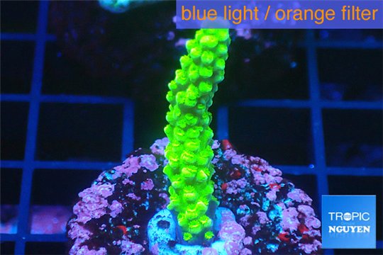 Acropora full neon green 2-4 cm WYSIWYG acclimaté