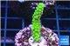 Acropora full neon green 2-4 cm WYSIWYG acclimaté