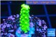 Acropora full neon green 2-3 cm WYSIWYG acclimaté