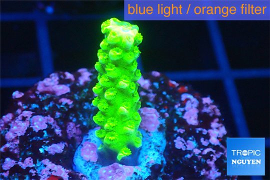 Acropora full neon green 2-3 cm WYSIWYG acclimaté