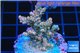 Acropora pink sunrise 3-5 cm WYSIWYG acclimaté