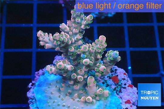 Acropora pink sunrise 3-5 cm WYSIWYG acclimaté