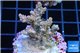 Acropora pink sunrise 3-5 cm WYSIWYG acclimaté