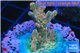 Acropora pink sunrise 3-4 cm WYSIWYG acclimaté
