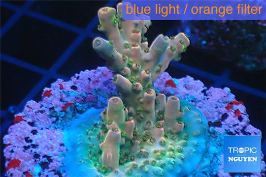 Acropora pink sunrise 3-4 cm WYSIWYG acclimaté