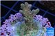 Acropora pink sunrise 3-4 cm WYSIWYG acclimaté