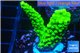 Acropora full neon green 2-4 cm WYSIWYG acclimaté