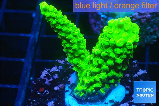 Acropora full neon green 2-4 cm WYSIWYG acclimaté