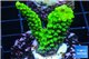 Acropora full neon green 2-4 cm WYSIWYG acclimaté