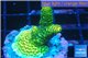 Acropora gold Indonesia 2-3 cm WYSIWYG acclimaté