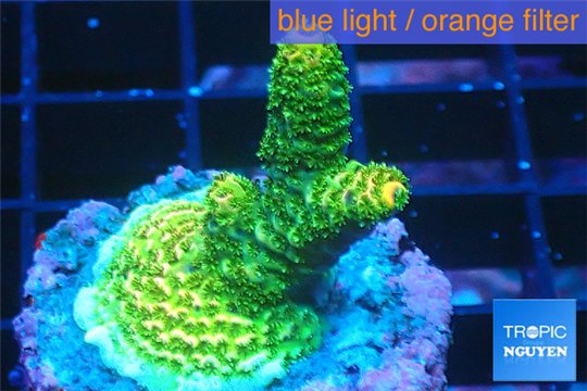Acropora gold Indonesia 2-3 cm WYSIWYG acclimaté