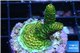 Acropora gold Indonesia 2-3 cm WYSIWYG acclimaté
