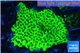 Montipora green & purple polyps 2-4 cm WYSIWYG acclimaté