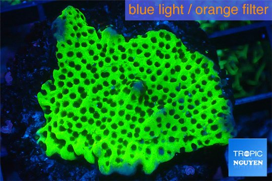 Montipora green & purple polyps 2-4 cm WYSIWYG acclimaté