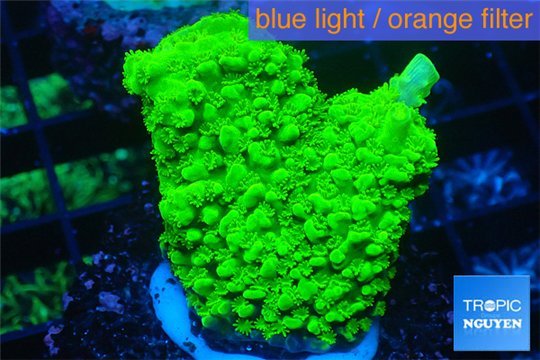 Acropora full neon green 2-3 cm WYSIWYG acclimaté