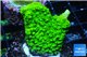 Acropora full neon green 2-3 cm WYSIWYG acclimaté