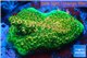 Acropora gold Indonesia base rock 4-6 cm WYSIWYG acclimaté