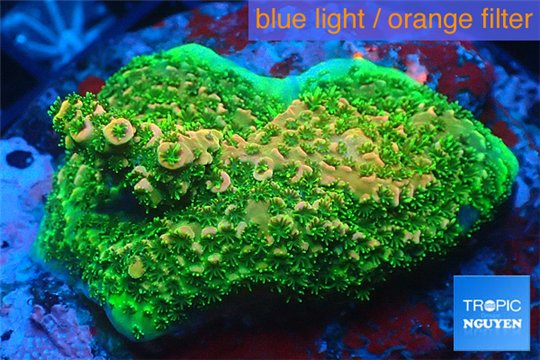 Acropora gold Indonesia base rock 4-6 cm WYSIWYG acclimaté
