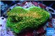 Acropora gold Indonesia base rock 4-6 cm WYSIWYG acclimaté