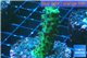 Acropora green 2-3 cm WYSIWYG acclimaté