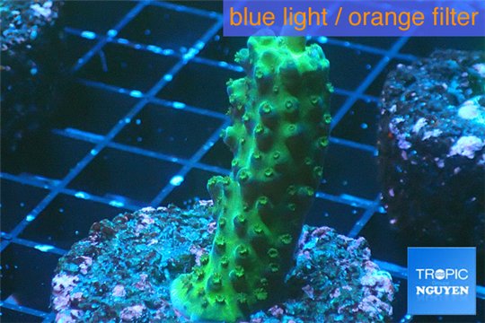 Acropora green 2-3 cm WYSIWYG acclimaté