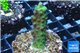 Acropora green 2-3 cm WYSIWYG acclimaté