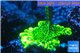 Montipora green & purple polyps 2-4 cm WYSIWYG acclimaté
