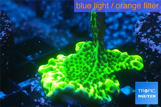 Montipora green & purple polyps 2-4 cm WYSIWYG acclimaté