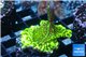 Montipora green & purple polyps 2-4 cm WYSIWYG acclimaté