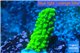 Acropora full neon green 2-3 cm WYSIWYG acclimaté