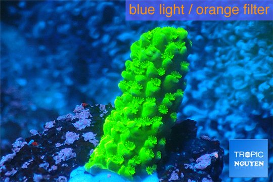 Acropora full neon green 2-3 cm WYSIWYG acclimaté