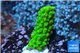 Acropora full neon green 2-3 cm WYSIWYG acclimaté
