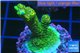 Acropora gold Indonesia 3-4 cm WYSIWYG acclimaté
