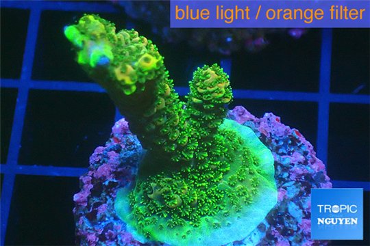 Acropora gold Indonesia 3-4 cm WYSIWYG acclimaté