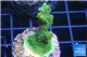 Acropora gold Indonesia 3-4 cm WYSIWYG acclimaté