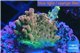Acropora pink sunrise 2-3 cm WYSIWYG acclimaté