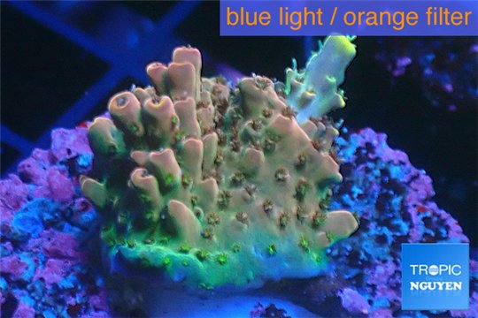 Acropora pink sunrise 2-3 cm WYSIWYG acclimaté