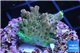 Acropora pink sunrise 2-3 cm WYSIWYG acclimaté