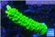 Acropora full neon green 3-4 cm WYSIWYG acclimaté
