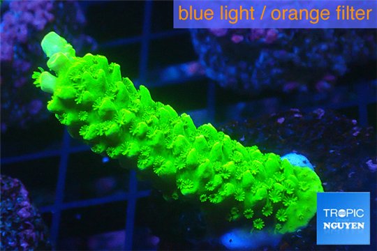Acropora full neon green 3-4 cm WYSIWYG acclimaté