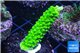 Acropora full neon green 3-4 cm WYSIWYG acclimaté