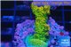 Acropora gold Indonesia 3-4 cm WYSIWYG acclimaté