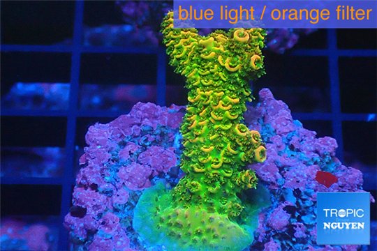 Acropora gold Indonesia 3-4 cm WYSIWYG acclimaté
