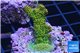 Acropora gold Indonesia 3-4 cm WYSIWYG acclimaté