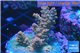 Acropora pink sunrise 3-4 cm WYSIWYG acclimaté