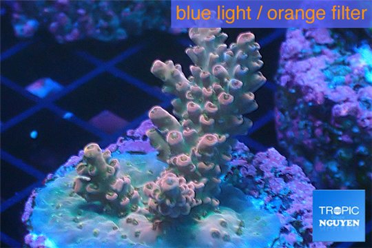 Acropora pink sunrise 3-4 cm WYSIWYG acclimaté