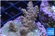 Acropora pink sunrise 3-4 cm WYSIWYG acclimaté