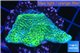 Montipora green & purple blue polyps 2-4 cm WYSIWYG acclimaté