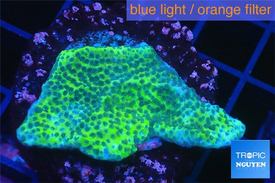 Montipora green & purple blue polyps 2-4 cm WYSIWYG acclimaté