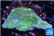 Montipora green & purple blue polyps 2-4 cm WYSIWYG acclimaté